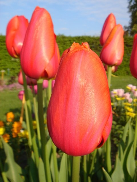 Tulipa simple tardive 'Avignon'